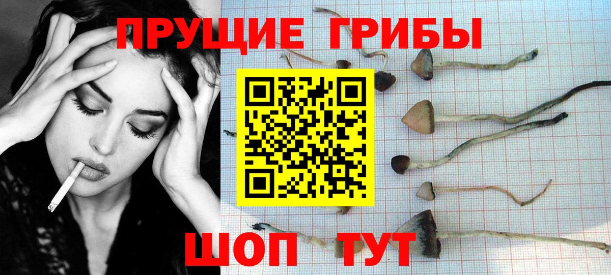 Истра  Псилоцибиновые грибы Cubensis  Вход с VPN 